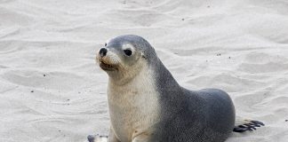 Cape Fur Seal