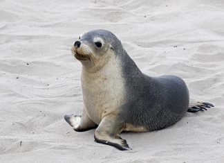 Cape Fur Seal