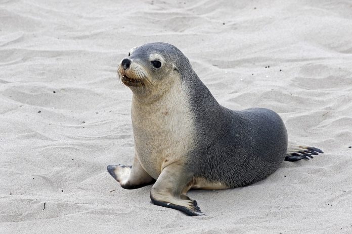 Cape Fur Seal Cape Fur Seal
