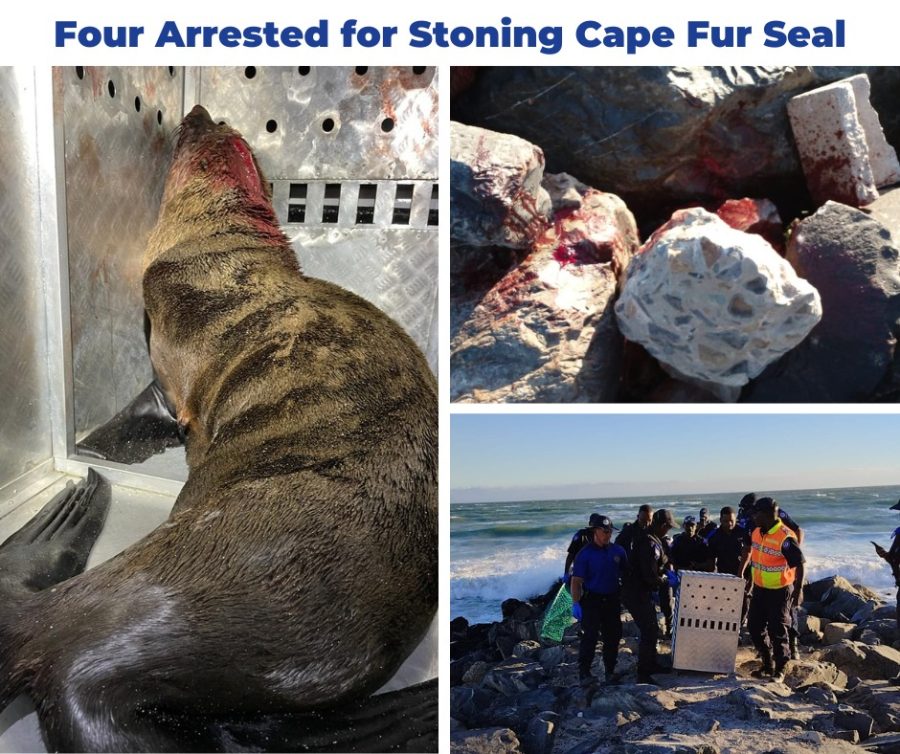 Cape Fur Seal attacked. Photo: Cape of Good Hope SPCA