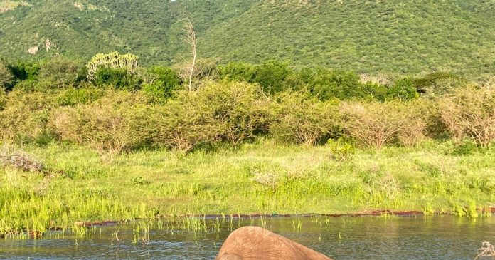 KZN-Elephants Mass Slaughter of Elephants by Armed Poachers in South Africa