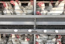 Tens of millions of farmed animals dying due to loadshedding in South Africa