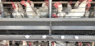 Tens of millions of farmed animals dying due to loadshedding in South Africa