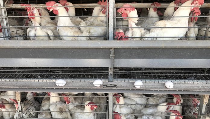 Photo-credit_Julie-Janovsky,-HSI Tens of millions of farmed animals dying due to loadshedding in South Africa