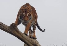Wild Animals Should NOT Be Kept as Pets, Says World Animal Protection in Wake of Tiger Tragedy