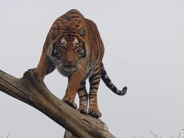 Wild Animals Should NOT Be Kept as Pets, Says World Animal Protection in Wake of Tiger Tragedy