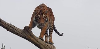 Wild Animals Should NOT Be Kept as Pets, Says World Animal Protection in Wake of Tiger Tragedy