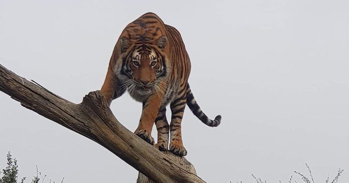 Wild Animals Should NOT Be Kept as Pets, Says World Animal Protection in  Wake of Tiger Tragedy - SAPeople - Worldwide South African News