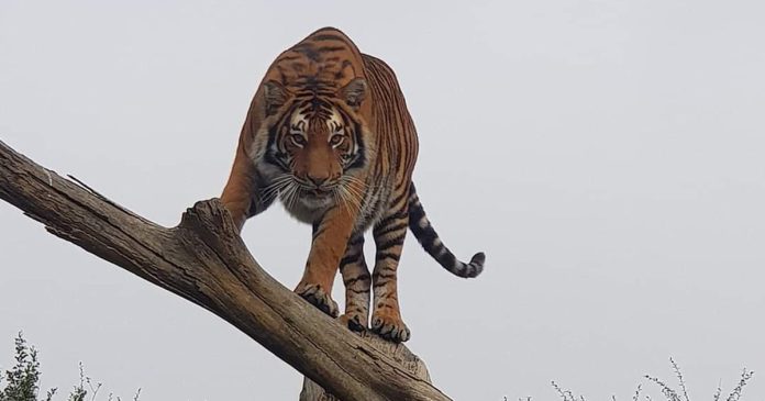 Wild Animals Should NOT Be Kept as Pets, Says World Animal Protection in Wake of Tiger Tragedy - SAPeople - Worldwide South African News Wild Animals Should NOT Be Kept as Pets, Says World Animal Protection in Wake of Tiger Tragedy - SAPeople - Worldwide South African News