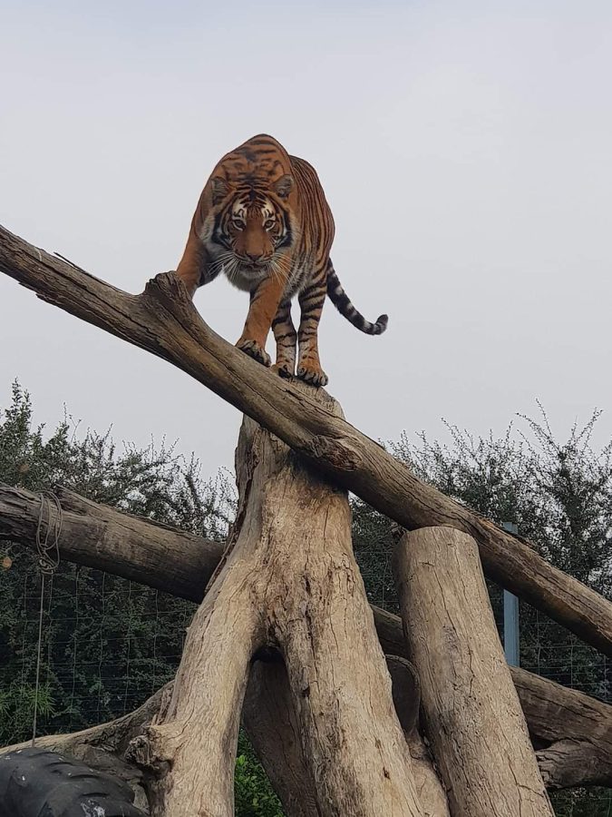 Escaped Tiger in South Africa Leaves Victims in its Wake. Photo: