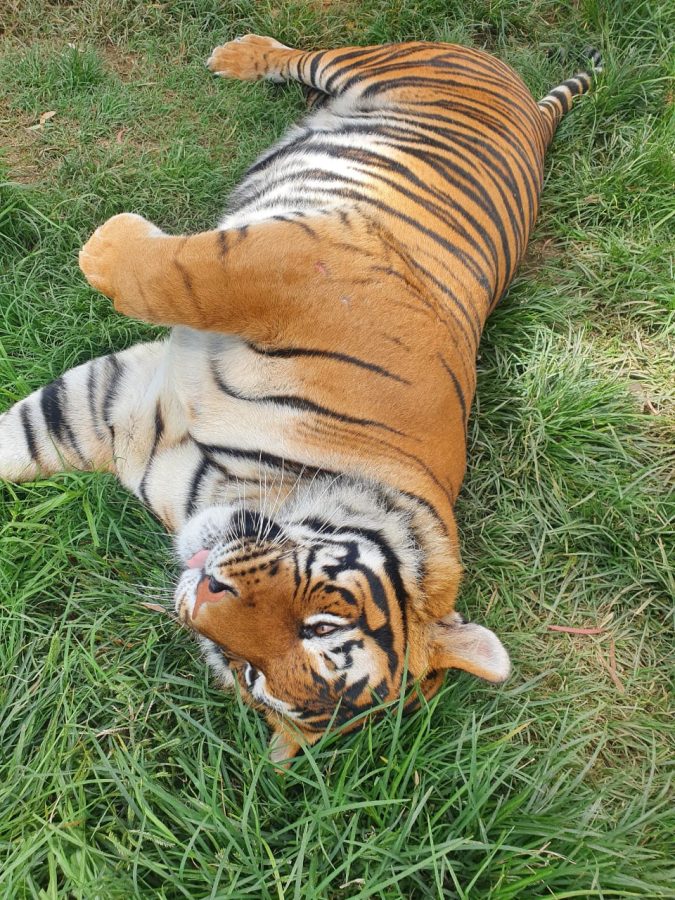 Escaped Tiger in South Africa Leaves Victims in its Wake.