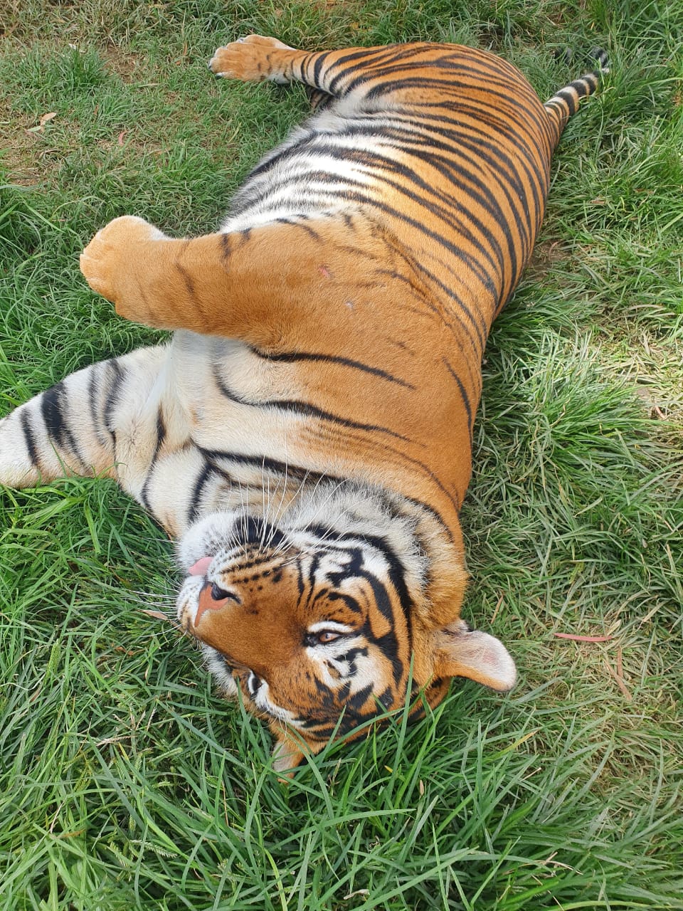 Footprint Found in Search for Escaped Tiger in South Africa SAPeople