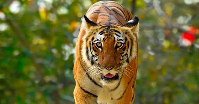Tiger-interview-with-Sheba-South-Africa