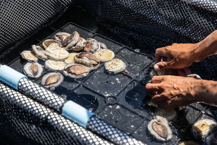 abalone