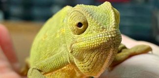 200 – 1000%* Increase in the Illegal Pet Trade. Image Supplied
