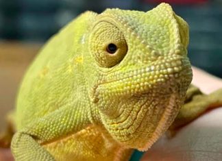 200 – 1000%* Increase in the Illegal Pet Trade. Image Supplied