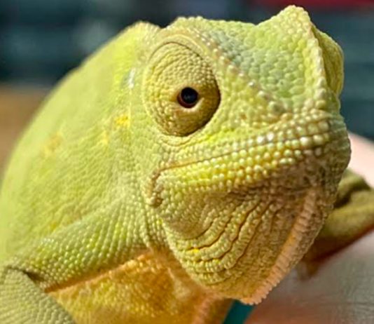 200 – 1000%* Increase in the Illegal Pet Trade. Image Supplied