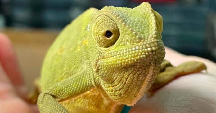 chameleon-wild-animals-sa 200 – 1000%* Increase in the Illegal Pet Trade. Image Supplied