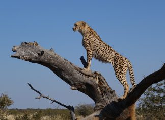 man sleeps with cheetahs