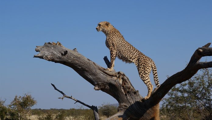 cheetah-pexels cheetah-pexels