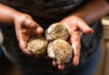 Doring Bay Abalone, a land-based aquaculture farm, produces about 60 tonnes of Haliotis midae abalone per year. Photos: Ashraf Hendricks