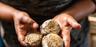 Doring Bay Abalone, a land-based aquaculture farm, produces about 60 tonnes of Haliotis midae abalone per year. Photos: Ashraf Hendricks
