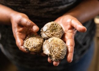 Doring Bay Abalone, a land-based aquaculture farm, produces about 60 tonnes of Haliotis midae abalone per year. Photos: Ashraf Hendricks