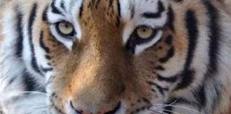Tiger on the Loose Carte Blanche this Sunday