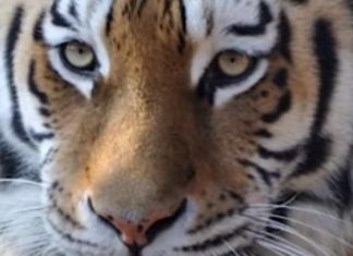 Tiger on the Loose Carte Blanche this Sunday