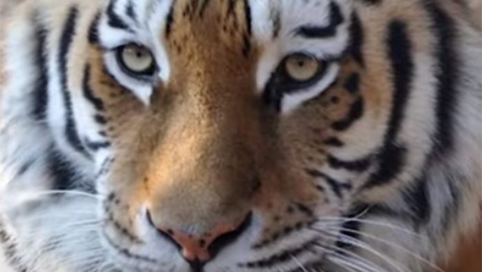 sheba-the-tiger on Carte Blanche Tiger on the Loose Carte Blanche this Sunday