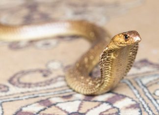 Stocks of snake antivenom are dangerously low, experts warn