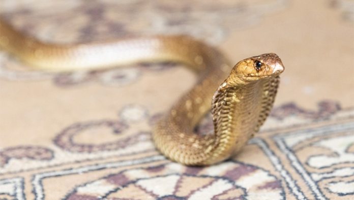 snake Stocks of snake antivenom are dangerously low, experts warn