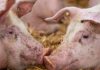 New swine fever outbreak confirmed in Gauteng