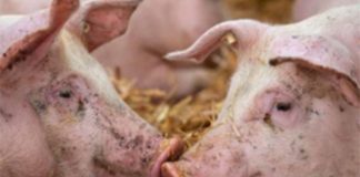 New swine fever outbreak confirmed in Gauteng