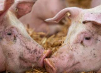 New swine fever outbreak confirmed in Gauteng