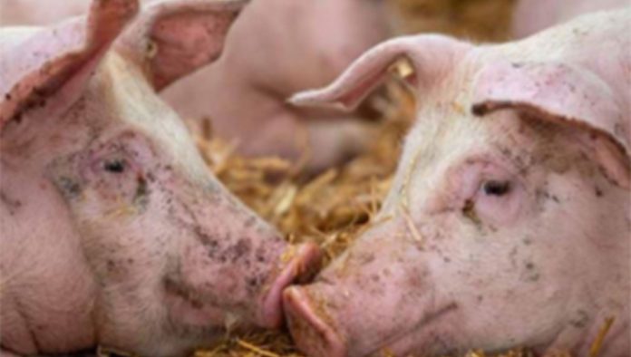 swine fever New swine fever outbreak confirmed in Gauteng