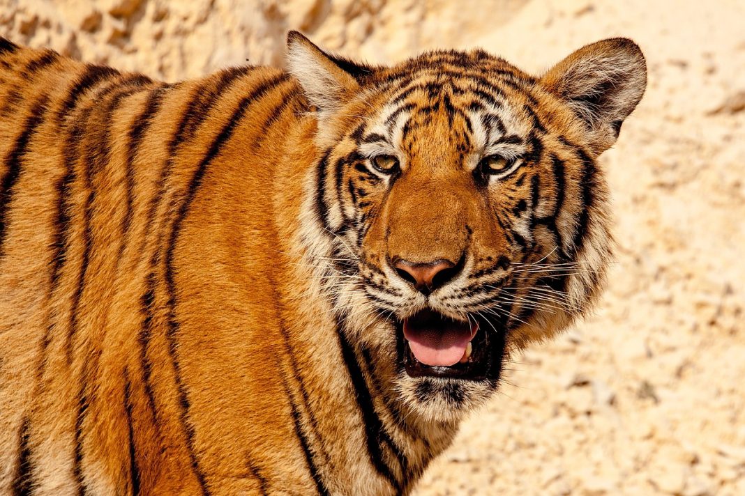 Tragic Ending as Escaped Tiger Sheba Shot and Killed in South Africa
