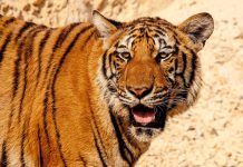 Escaped Tiger in South Africa Leaves Victims in its Wake