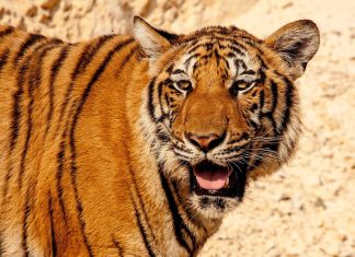 Escaped Tiger in South Africa Leaves Victims in its Wake
