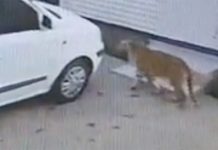 SPCA Investigating Security Company's Claims About Second Tiger on the Loose