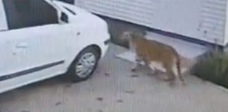 SPCA Investigating Security Company's Claims About Second Tiger on the Loose