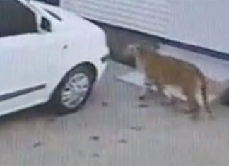 SPCA Investigating Security Company's Claims About Second Tiger on the Loose
