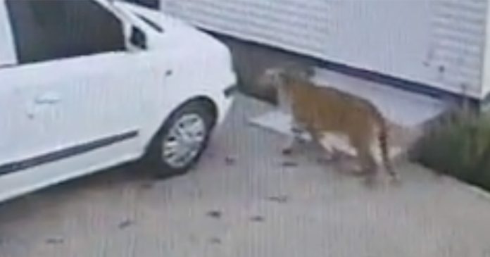SPCA Investigating Security Company's Claims About Second Tiger on the Loose