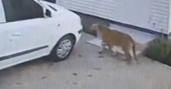 tiger-on-the-loose-edenvale SPCA Investigating Security Company's Claims About Second Tiger on the Loose