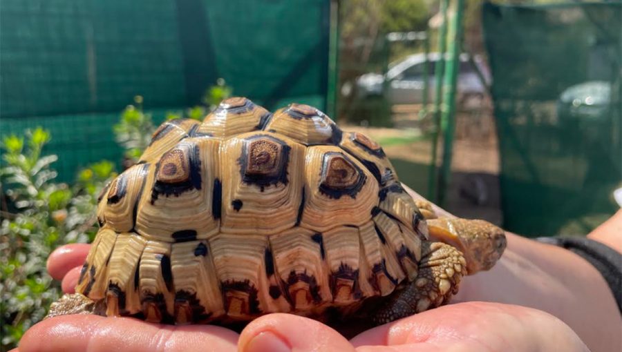 200 – 1000%* Increase in the Illegal Pet Trade