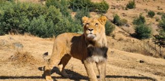 Kruger Park lion
