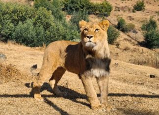 Kruger Park lion