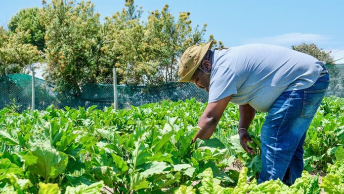 veggie-garden Gardening project helps patients recover from mental illness