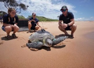 Bob the sea turtle