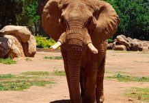 When will Charley the elephant get his long-awaited retirement from Pretoria Zoo?